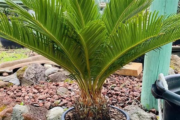 铁树的耐寒温度，可以忍耐-5℃的低温