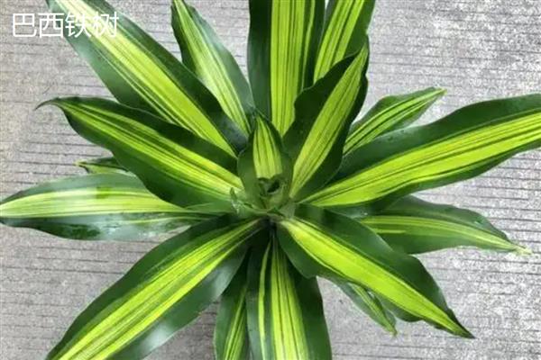 铁树的耐寒温度，可以忍耐-5℃的低温