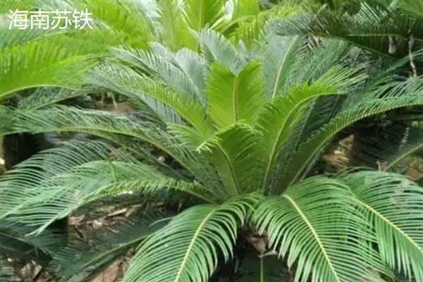 铁树的耐寒温度，可以忍耐-5℃的低温