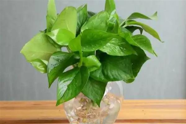 水培绿萝多久换水一次，开始每2-3天换一次清水