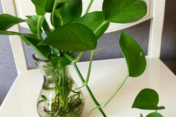 水培绿萝多久换水一次，开始每2-3天换一次清水