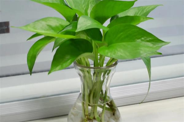 水培绿萝多久换水一次，开始每2-3天换一次清水