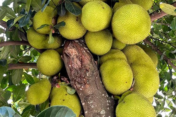 菠萝蜜树几年能结果，5-10年会结果