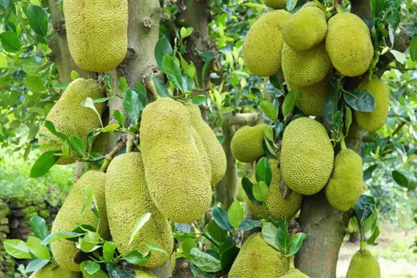 菠萝蜜树几年能结果，5-10年会结果