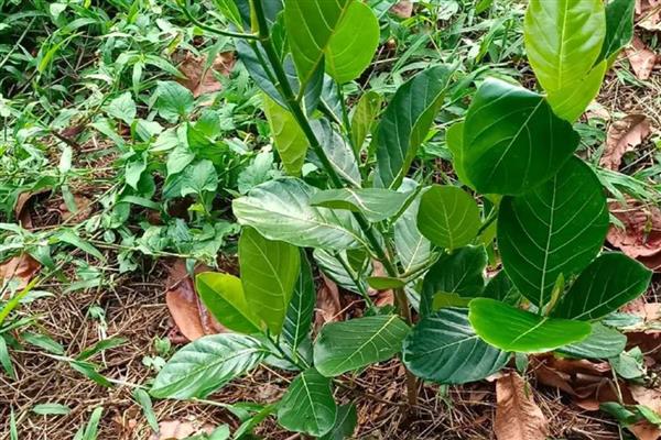 菠萝蜜树几年能结果，5-10年会结果