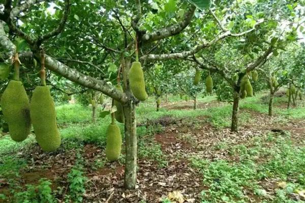 菠萝蜜树几年能结果，5-10年会结果