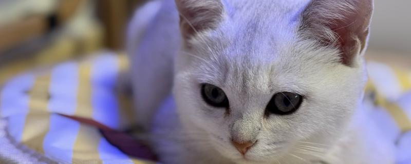 猫咪不停叫的原因，发情时会持续叫唤