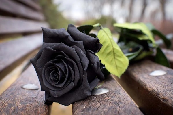 黑玫瑰的简介,其实是一种月季
