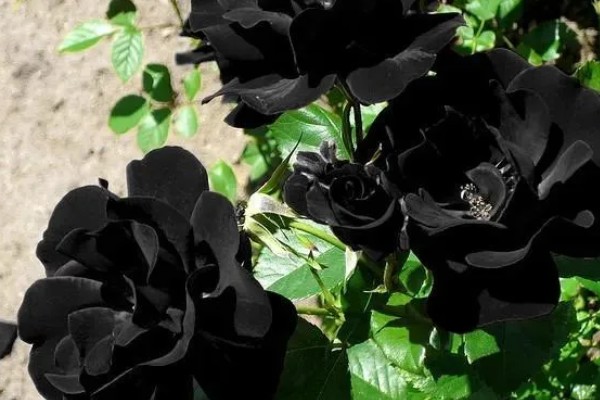 黑玫瑰的简介,其实是一种月季