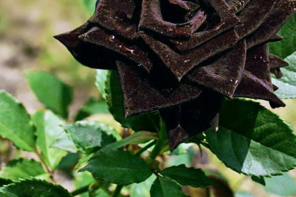 黑玫瑰的简介,其实是一种月季