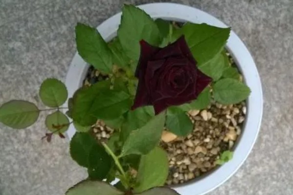 黑玫瑰的简介,其实是一种月季