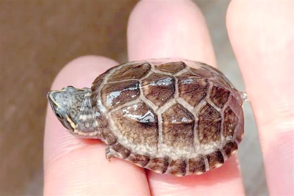 麝香龟怎么养成浅色，要准备一个浅色的环境