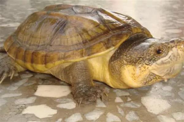 麝香龟怎么养成浅色，要准备一个浅色的环境