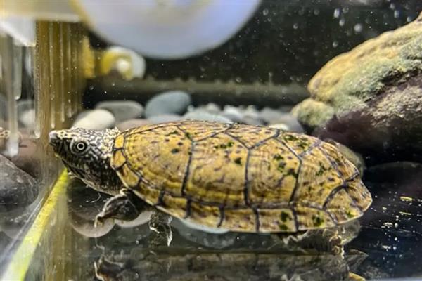 麝香龟怎么养成浅色，要准备一个浅色的环境