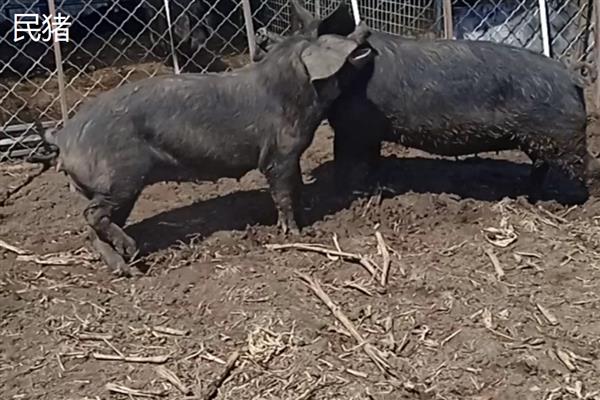 土猪的意思，即本地猪