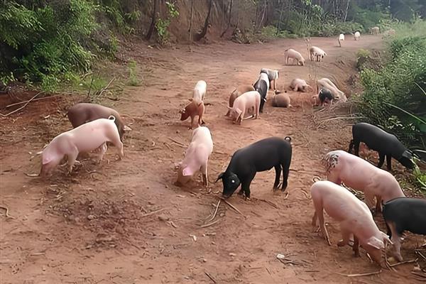 土猪的意思，即本地猪