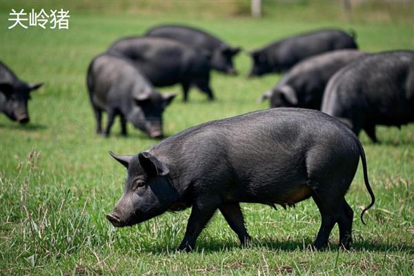 土猪的意思，即本地猪
