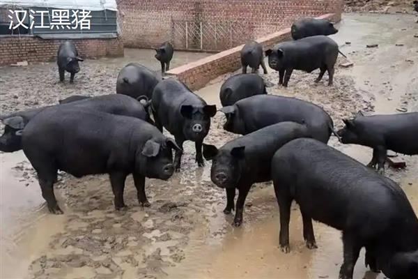 土猪的意思，即本地猪