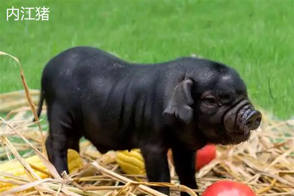 土猪的意思，即本地猪