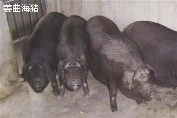 土猪的意思，即本地猪