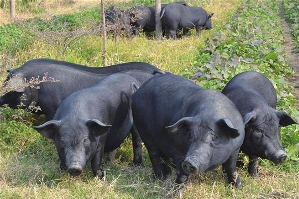 土猪的意思，即本地猪