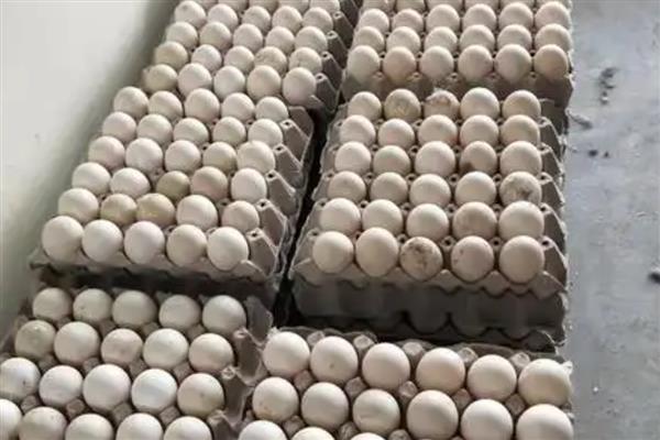 鸭种蛋哪里有卖，专门卖鸭的地方都有卖