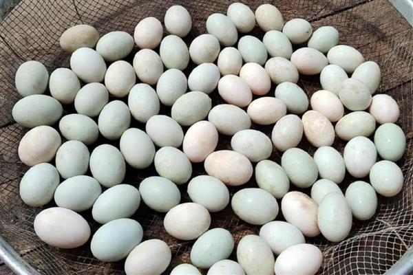 鸭种蛋哪里有卖，专门卖鸭的地方都有卖