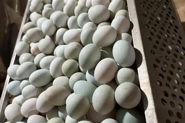 鸭种蛋哪里有卖，专门卖鸭的地方都有卖