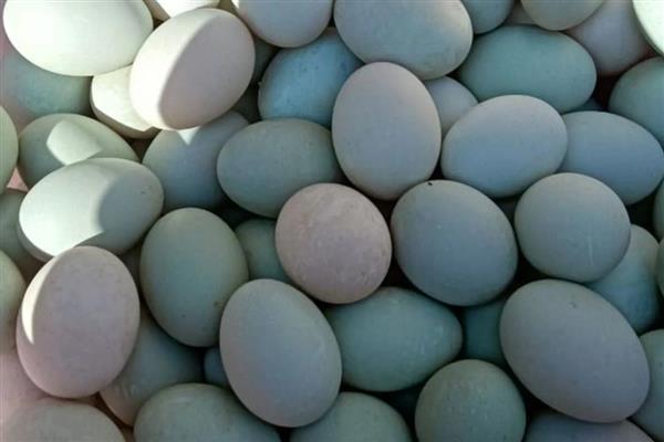 鸭种蛋哪里有卖，专门卖鸭的地方都有卖