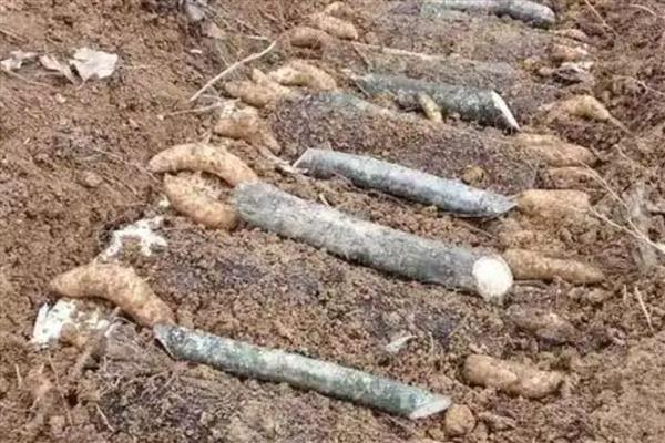 天麻的种植方法,将木材埋入土中再播种