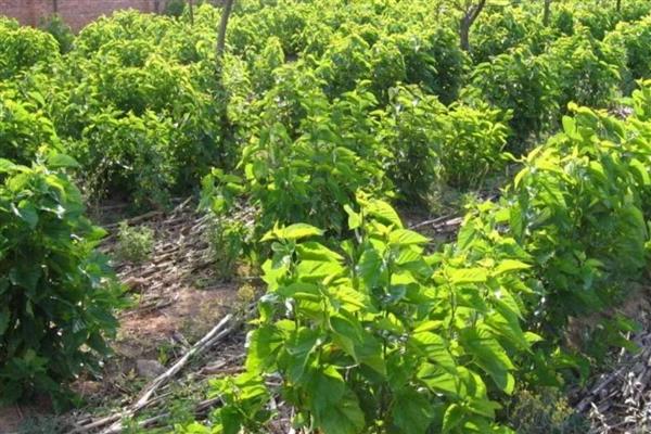 天麻的种植方法,将木材埋入土中再播种