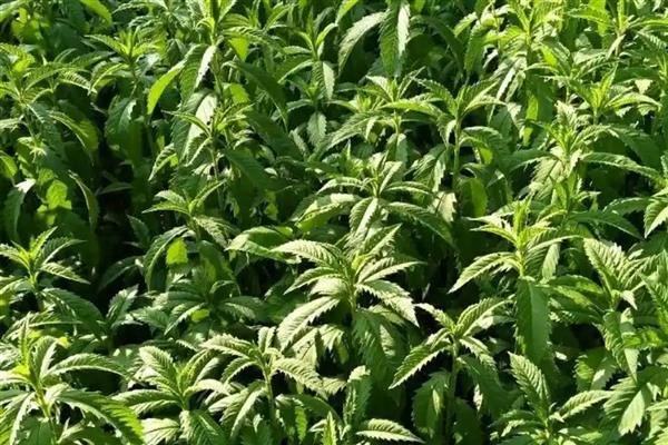 天麻的种植方法,将木材埋入土中再播种