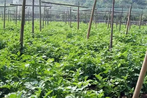 天麻的种植方法,将木材埋入土中再播种