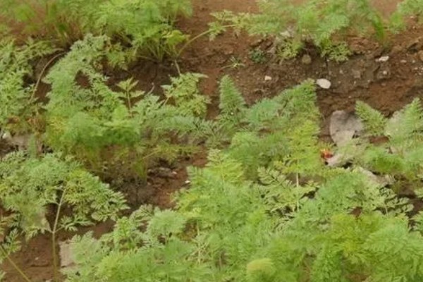 胡萝卜的种植方法，适合在春季和秋季种植