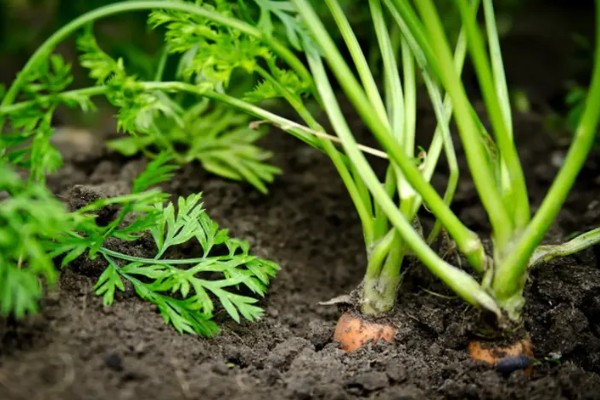 胡萝卜的种植方法，适合在春季和秋季种植