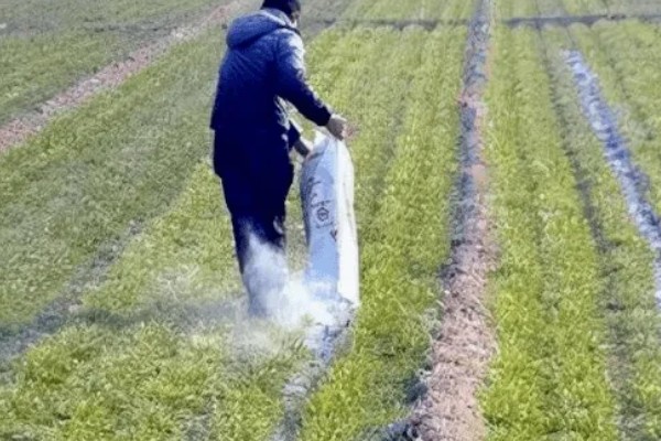 生物有机肥怎么合理使用,可采用撒施法、条状沟施法等