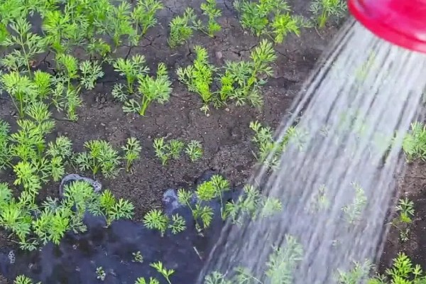 胡萝卜的种植方法，适合在春季和秋季种植