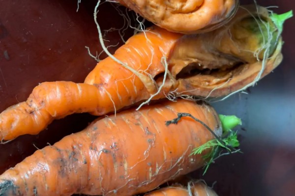 胡萝卜的种植方法，适合在春季和秋季种植