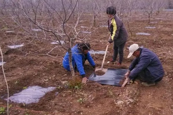 生物有机肥怎么合理使用,可采用撒施法、条状沟施法等