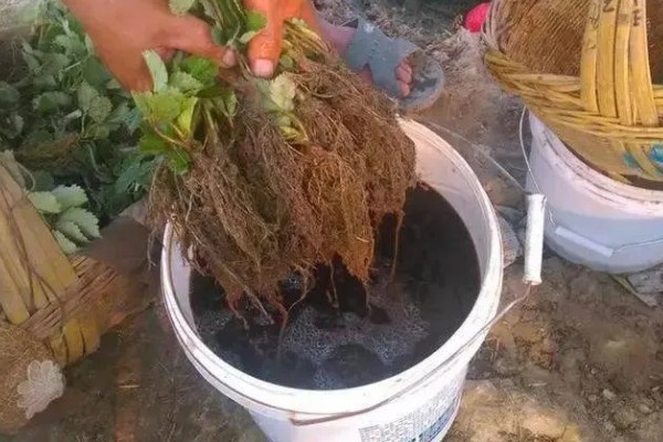 生物有机肥怎么合理使用,可采用撒施法、条状沟施法等