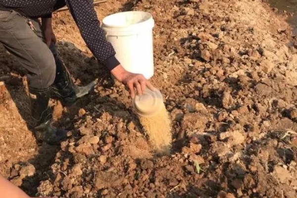 生物有机肥怎么合理使用,可采用撒施法、条状沟施法等