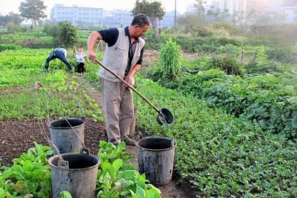胡萝卜的种植方法，适合在春季和秋季种植