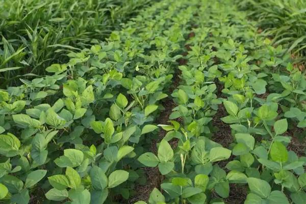 抗除草剂大豆是转基因植物吗,属于转基因作物