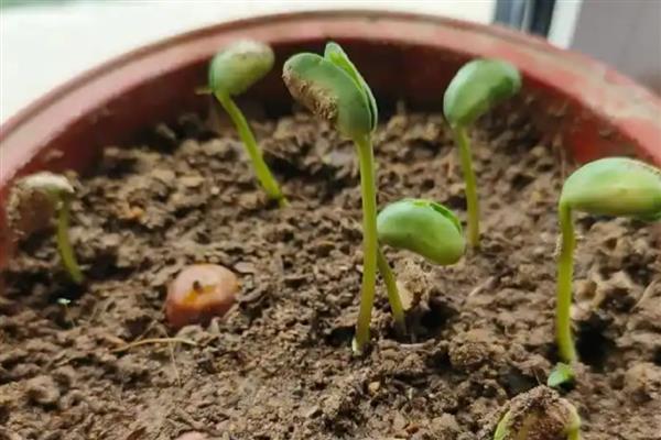 抗除草剂大豆是转基因植物吗,属于转基因作物