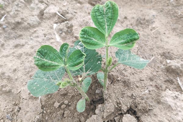 抗除草剂大豆是转基因植物吗,属于转基因作物