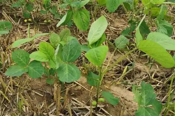 抗除草剂大豆是转基因植物吗,属于转基因作物