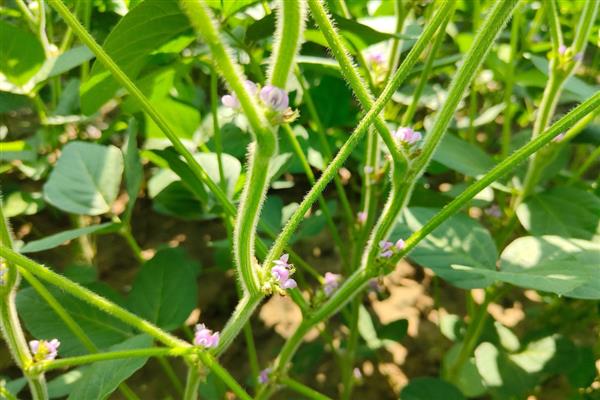 抗除草剂大豆是转基因植物吗,属于转基因作物