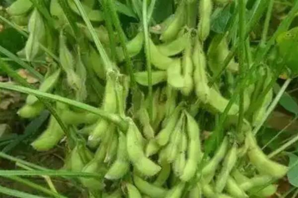 抗除草剂大豆是转基因植物吗,属于转基因作物