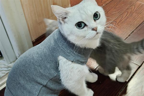 猫忘记主人要几天,长期记忆可保持6个月以上