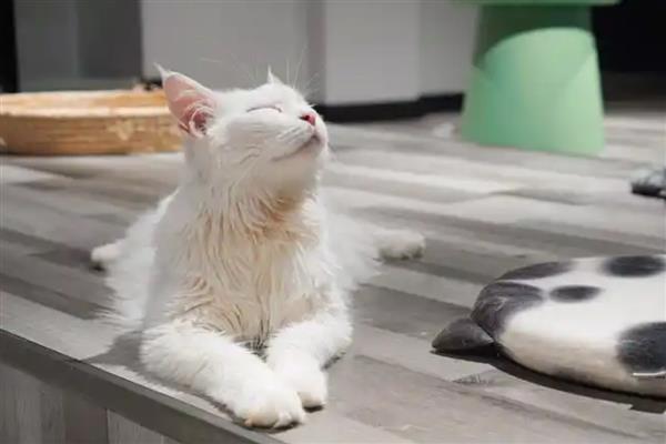 猫忘记主人要几天,长期记忆可保持6个月以上